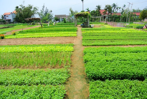 làng rau trà quế